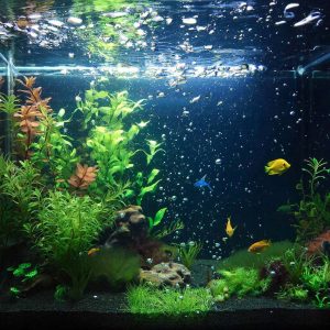 Аквариум мечты: руководство по изготовлению аквариумов любой сложности